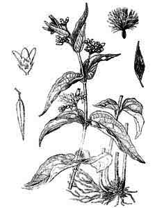 Asclepiadaceae Vincetoxicum hirundinaria Medik. 