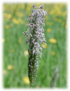 Poaceae Alopecurus pratensis L. 