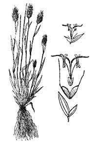 Poaceae Anthoxanthum odoratum L. 