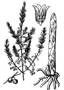 Asparagaceae Asparagus officinalis L. 