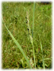 Poaceae Dactylis glomerata L. 