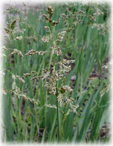 Poaceae Hierochloe odorata (L.) Beauv. 