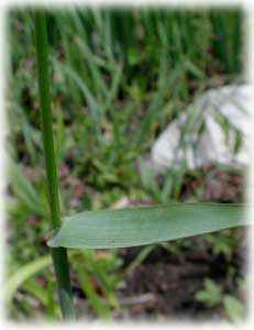 Poaceae Hierochloe odorata (L.) Beauv. 