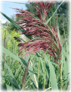 Poaceae Phragmites australis (Cav.) Trin. ex Steud. 