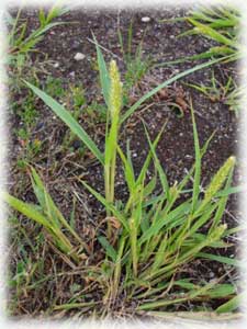 Poaceae Setaria viridis (L.) Beauv. 