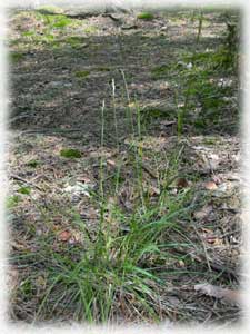 Poaceae Sieglingia decumbens (L.) Bernh. 