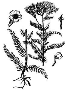 Asteraceae Achillea millefolium L. 