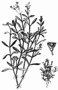 Portulacaceae Montia minor C.C. Gmel. 