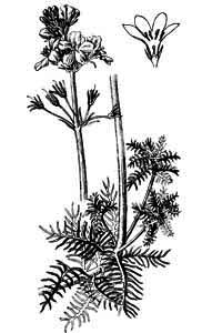 Primulaceae Hottonia palustris L. 