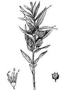 Primulaceae Naumburgia thyrsiflora (L.) Reichenb. 