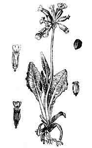 Primulaceae Primula veris L. 