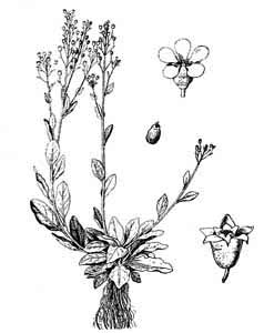 Primulaceae Samolus valerandi L. 