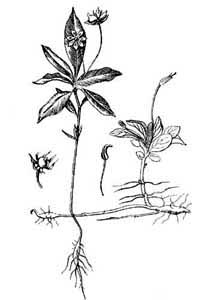 Primulaceae Trientalis europaea L. 