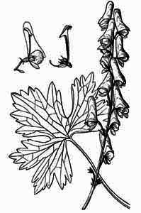 Ranunculaceae Aconitum lasiostomum Reichenb. 