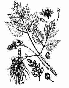 Ranunculaceae Actaea spicata L. 