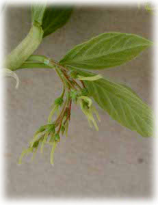 Aceraceae Acer negundo L. 