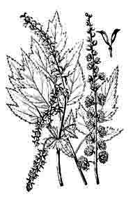 Ranunculaceae Cimicifuga europaea Schipcz. 