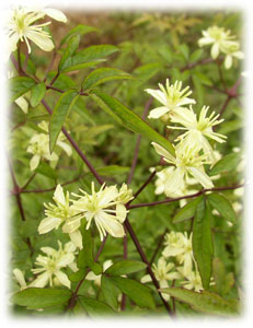 Ranunculaceae Clematis apiifolia DC. 