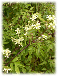 Ranunculaceae Clematis apiifolia DC. 