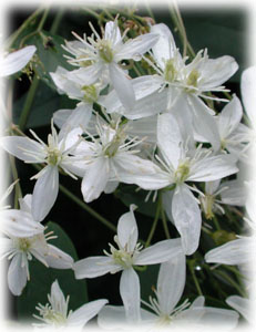 Ranunculaceae Clematis paniculata Thunb. 
