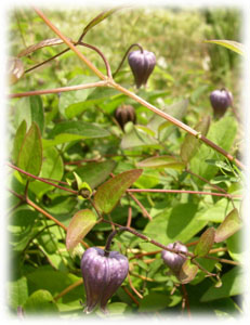 Ranunculaceae Clematis pitcheri Torr. et A. Gray 