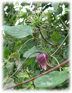 Ranunculaceae Clematis viorna L. 