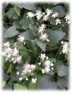 Ranunculaceae Clematis vitalba L. 
