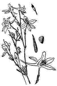 Ranunculaceae Consolida regalis S.F. Gray 