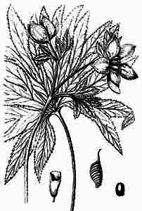 Ranunculaceae Helleborus purpurascens Waldst. et Kit. 