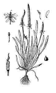 Ranunculaceae Myosurus minimus L. 