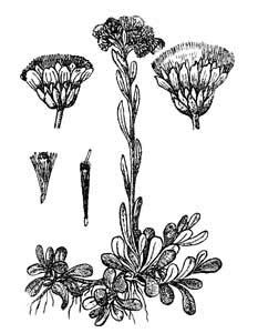 Asteraceae Antennaria dioica (L.) Gaertn. 