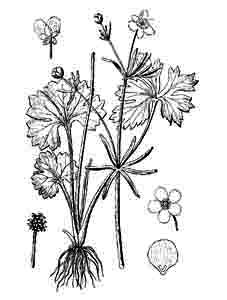 Ranunculaceae Ranunculus auricomus L. 