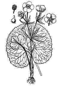 Ranunculaceae Ranunculus cassubicus L. 