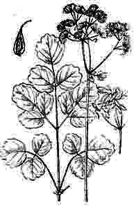 Ranunculaceae Thalictrum aquilegiifolium L. 
