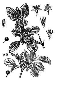 Rhamnaceae Rhamnus cathartica L. 