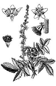 Rosaceae Agrimonia eupatoria L. 