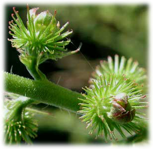 Rosaceae Agrimonia procera Wallr. 