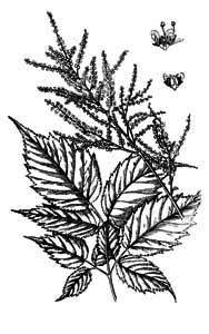 Rosaceae Aruncus vulgaris Rafin. 
