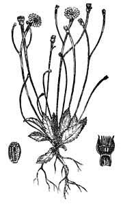 Asteraceae Arnoseris minima (L.) Schweigg. et Koerte 