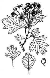 Rosaceae Crataegus curvisepala Lindm. 