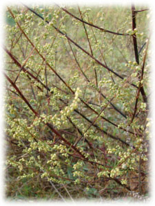 Asteraceae Artemisia campestris L. 
