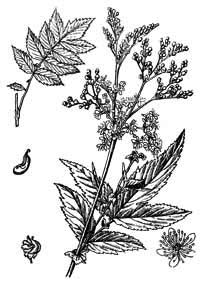 Rosaceae Filipendula ulmaria (L.) Maxim. 