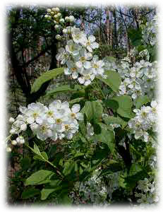 Rosaceae Padus avium Mill. 