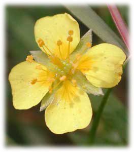 Rosaceae Potentilla erecta (L.) Raeusch. 