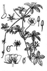 Rosaceae Potentilla reptans L. 