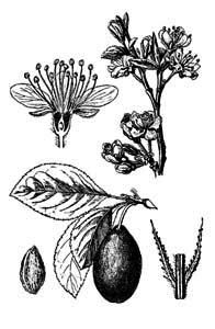 Rosaceae Prunus domestica L. 