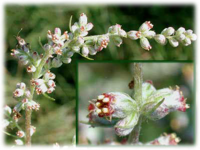 Asteraceae Artemisia vulgaris L. 