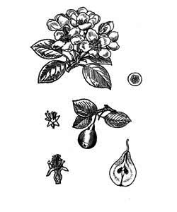 Rosaceae Pyrus communis L. 