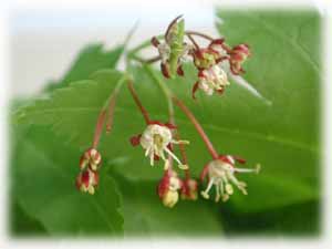 Acer pseudosieboldianum (Pax) Kom. 