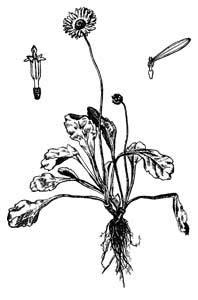 Asteraceae Bellis perennis L. 